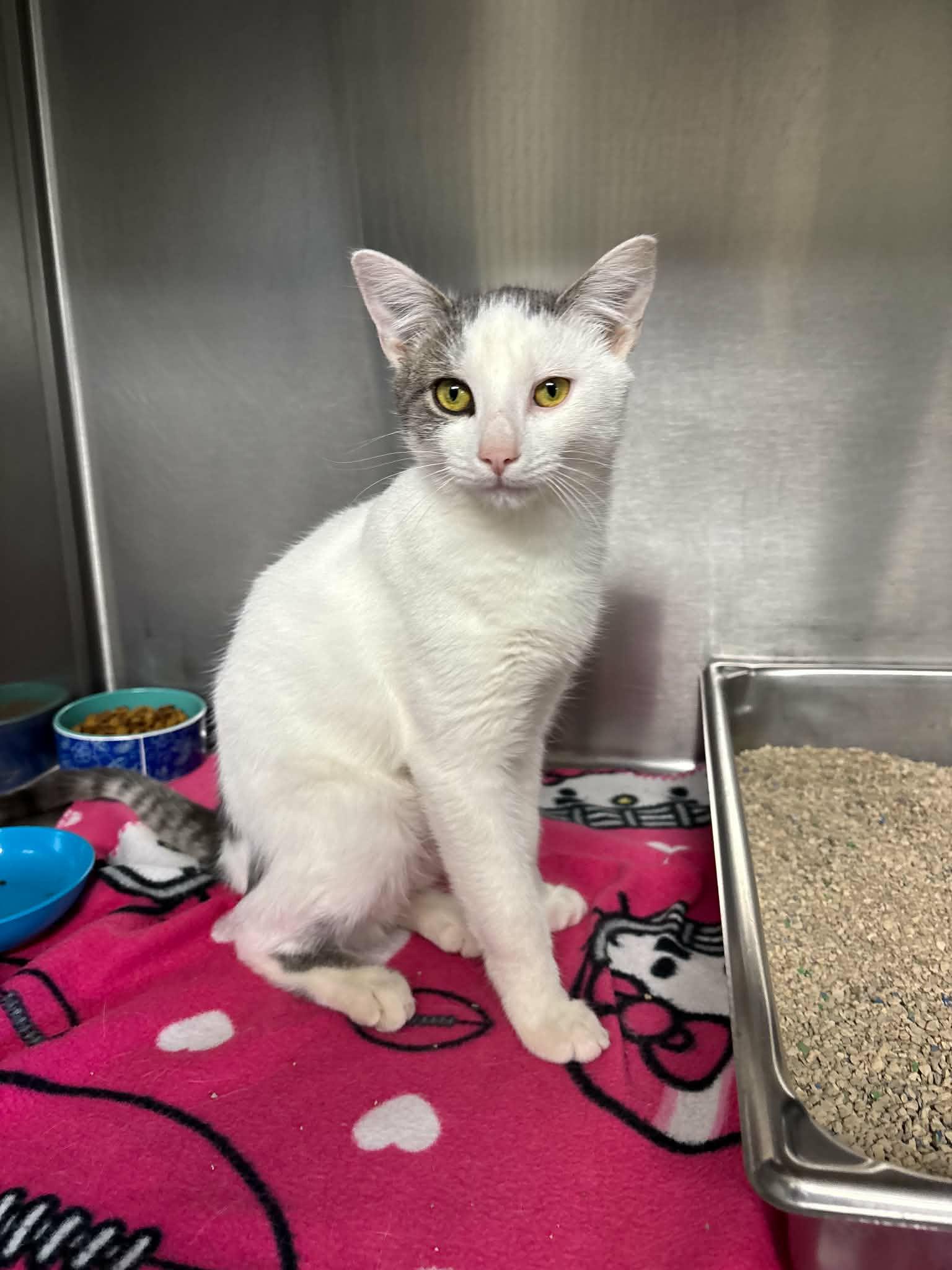 Enlarge Jasper, a Adoptable Domestic Short Hair in Lock Haven, PA image 2/2