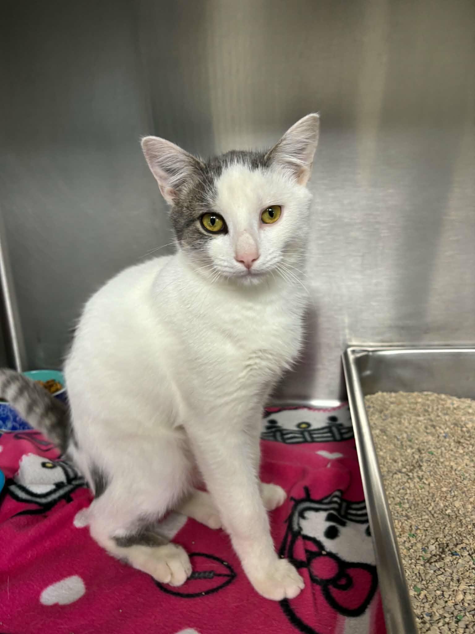 Enlarge Jasper, a Adoptable Domestic Short Hair in Lock Haven, PA image 1/2