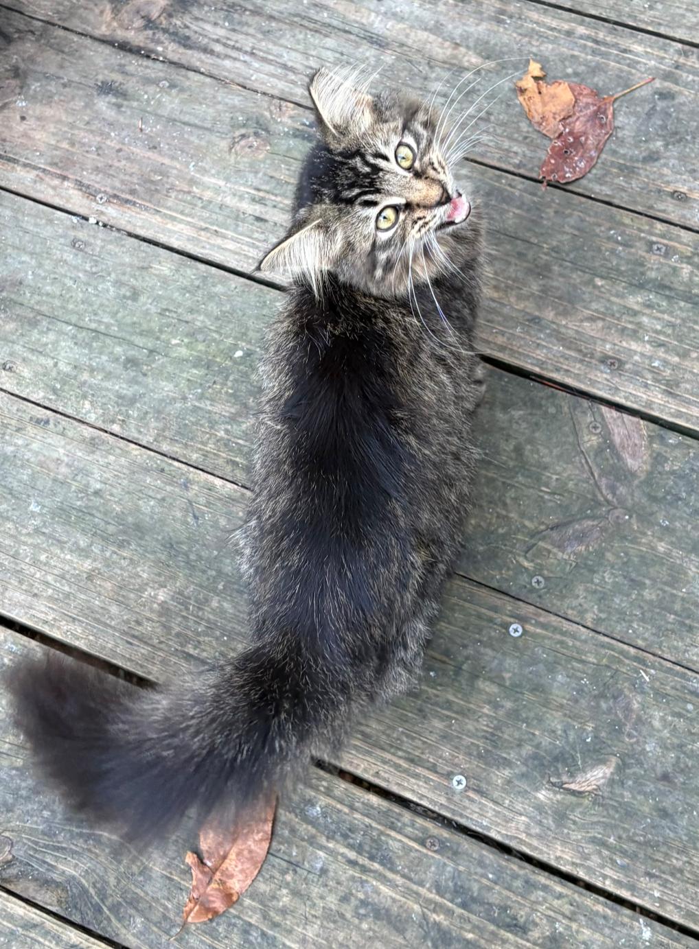 Baxter, Adopted, Kitten Male Maine Coon.