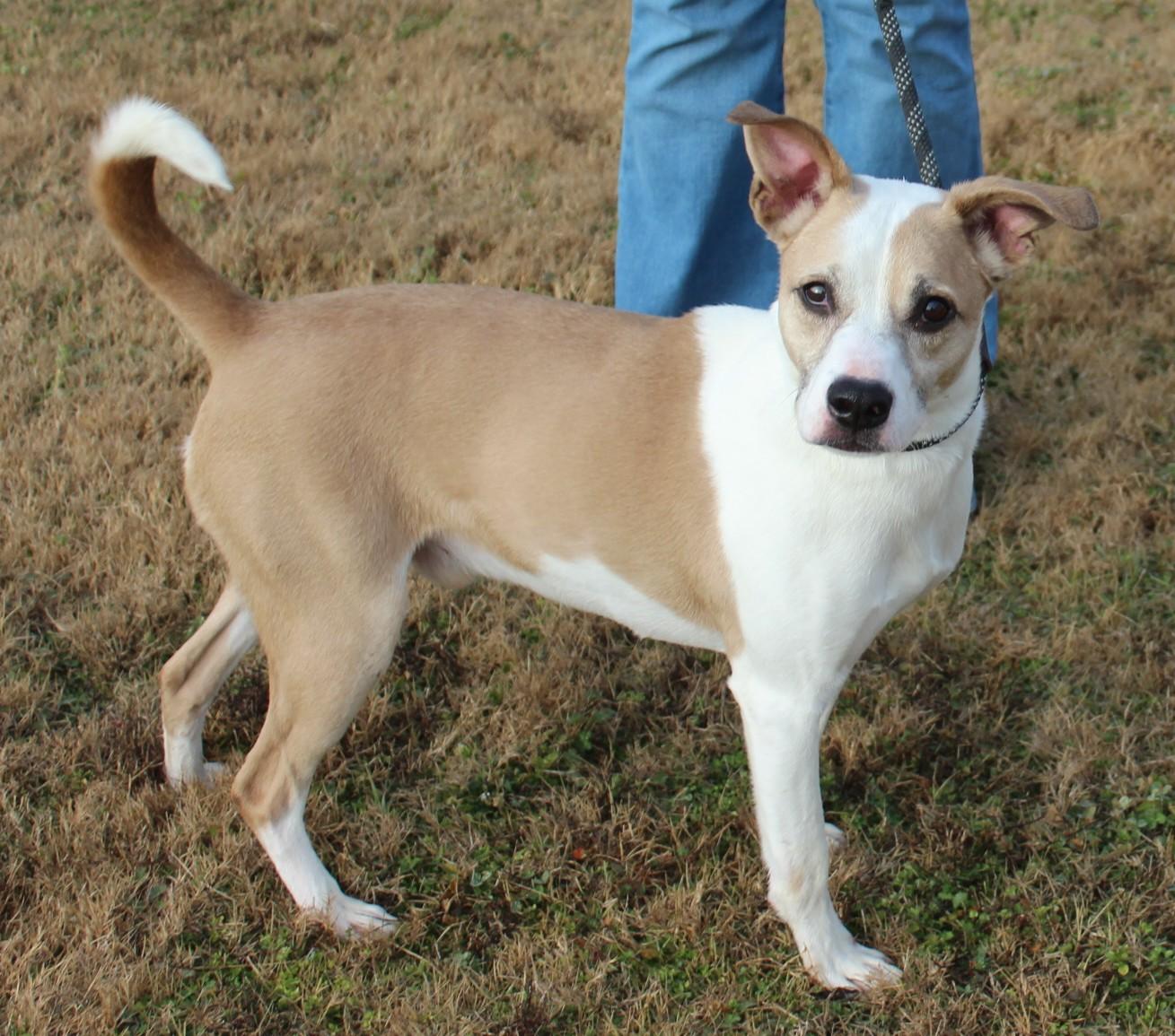 BENTLEY, ADOPTABLE, Young Male Australian Cattle Dog / Blue Heeler & Beagle.