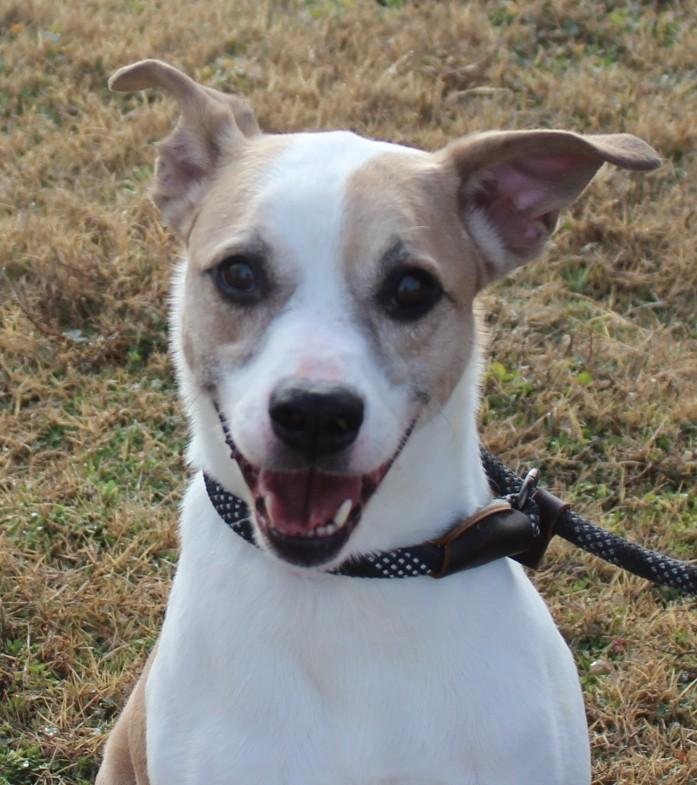Enlarge BENTLEY, a ADOPTABLE mixed breed in Claremore, OK image 2/2