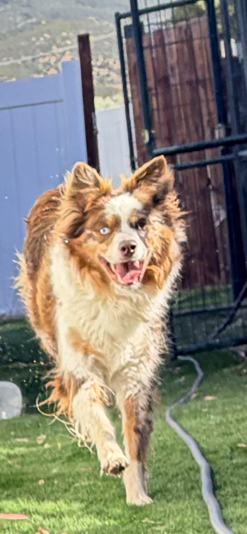 Autumn, a ADOPTABLE Australian Shepherd in Bakersfield, CA image 5/6