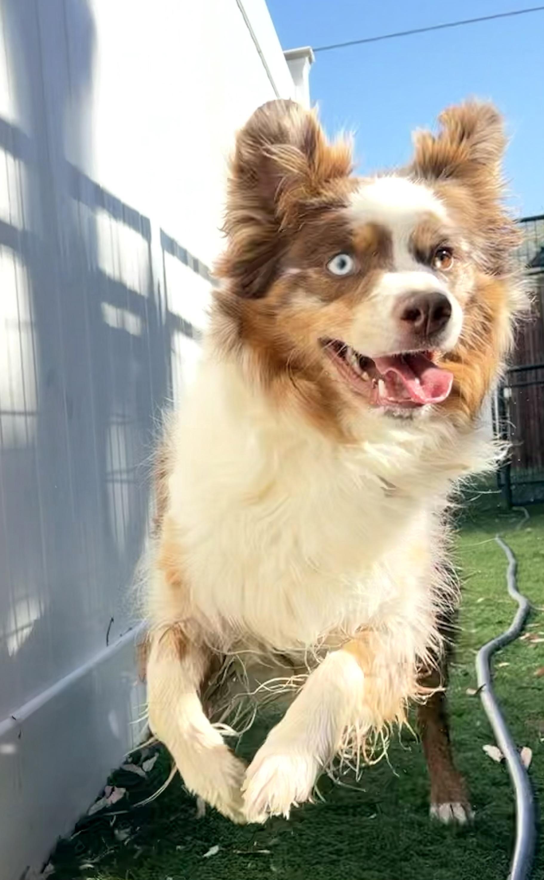 Autumn, ADOPTABLE, Adult Female Australian Shepherd.