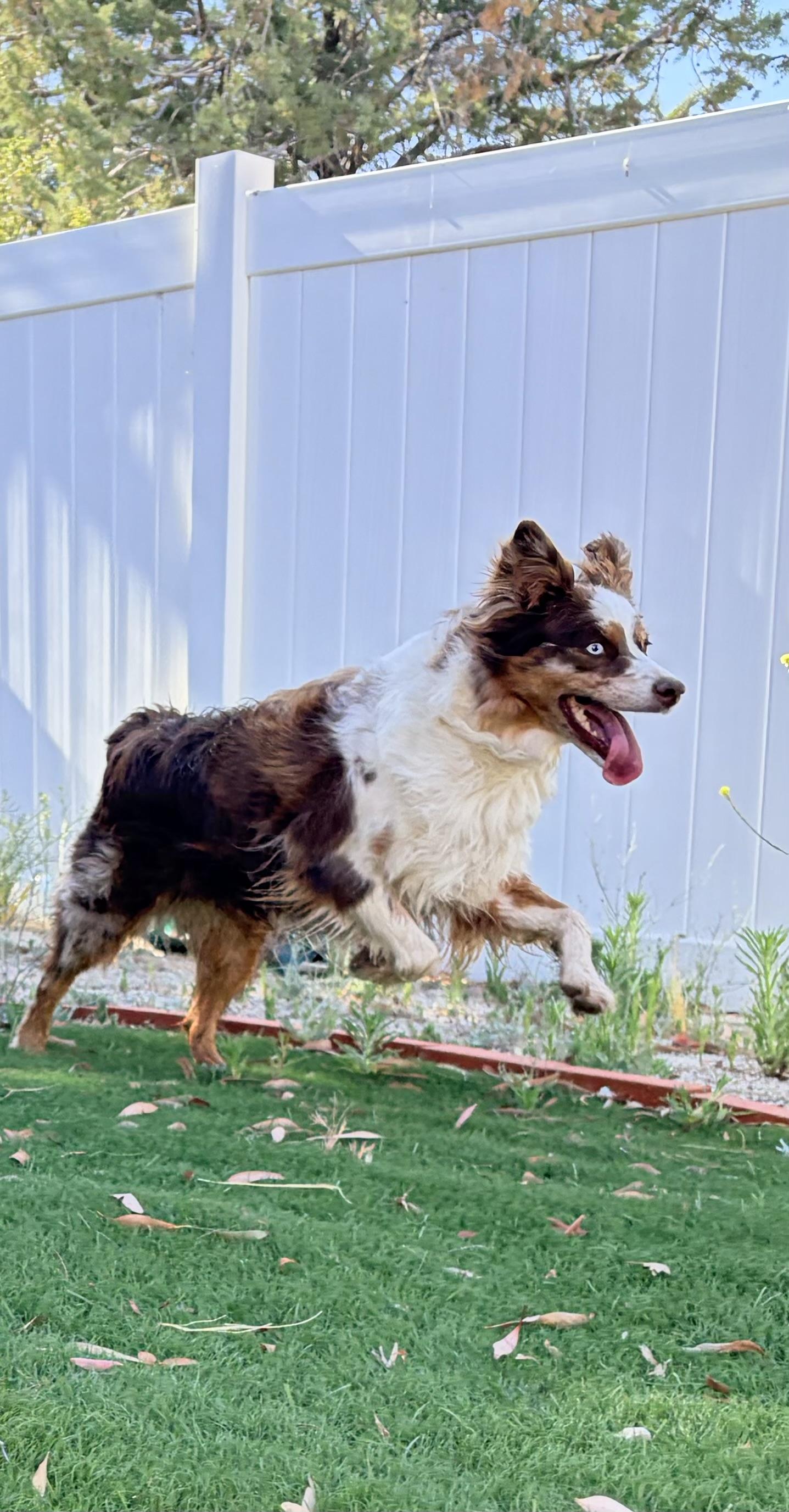 Autumn, a ADOPTABLE Australian Shepherd in Bakersfield, CA image 3/6