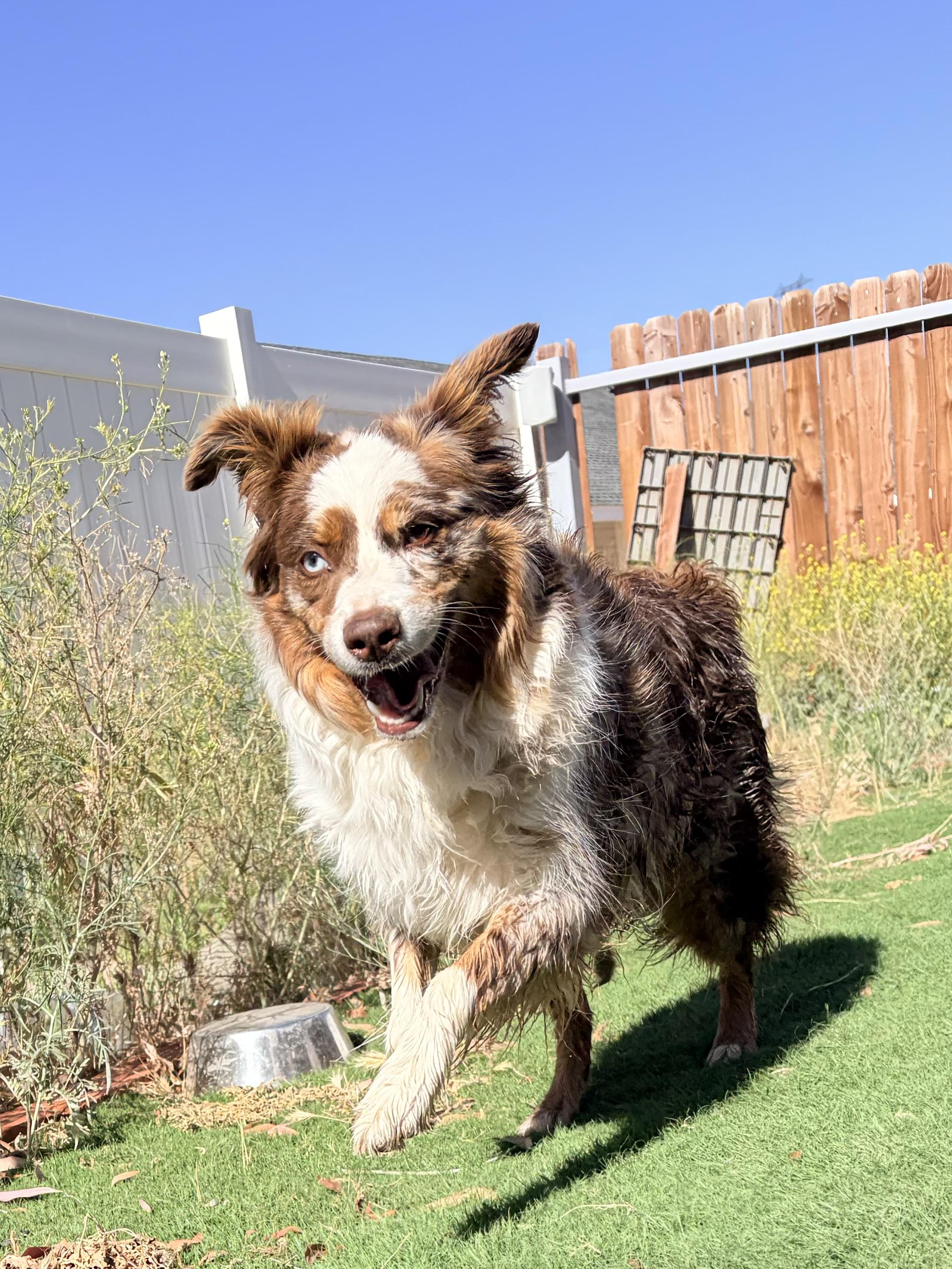 Autumn, a ADOPTABLE Australian Shepherd in Bakersfield, CA image 6/6