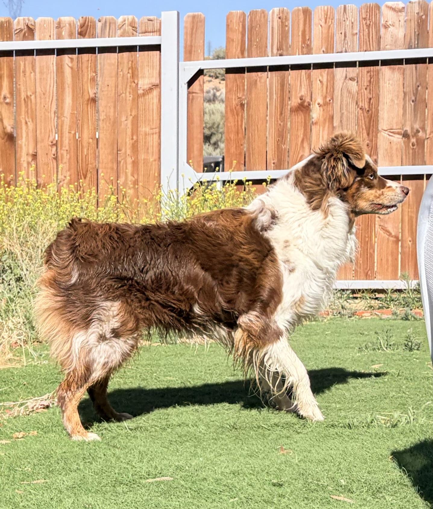 Autumn, a ADOPTABLE Australian Shepherd in Bakersfield, CA image 2/6
