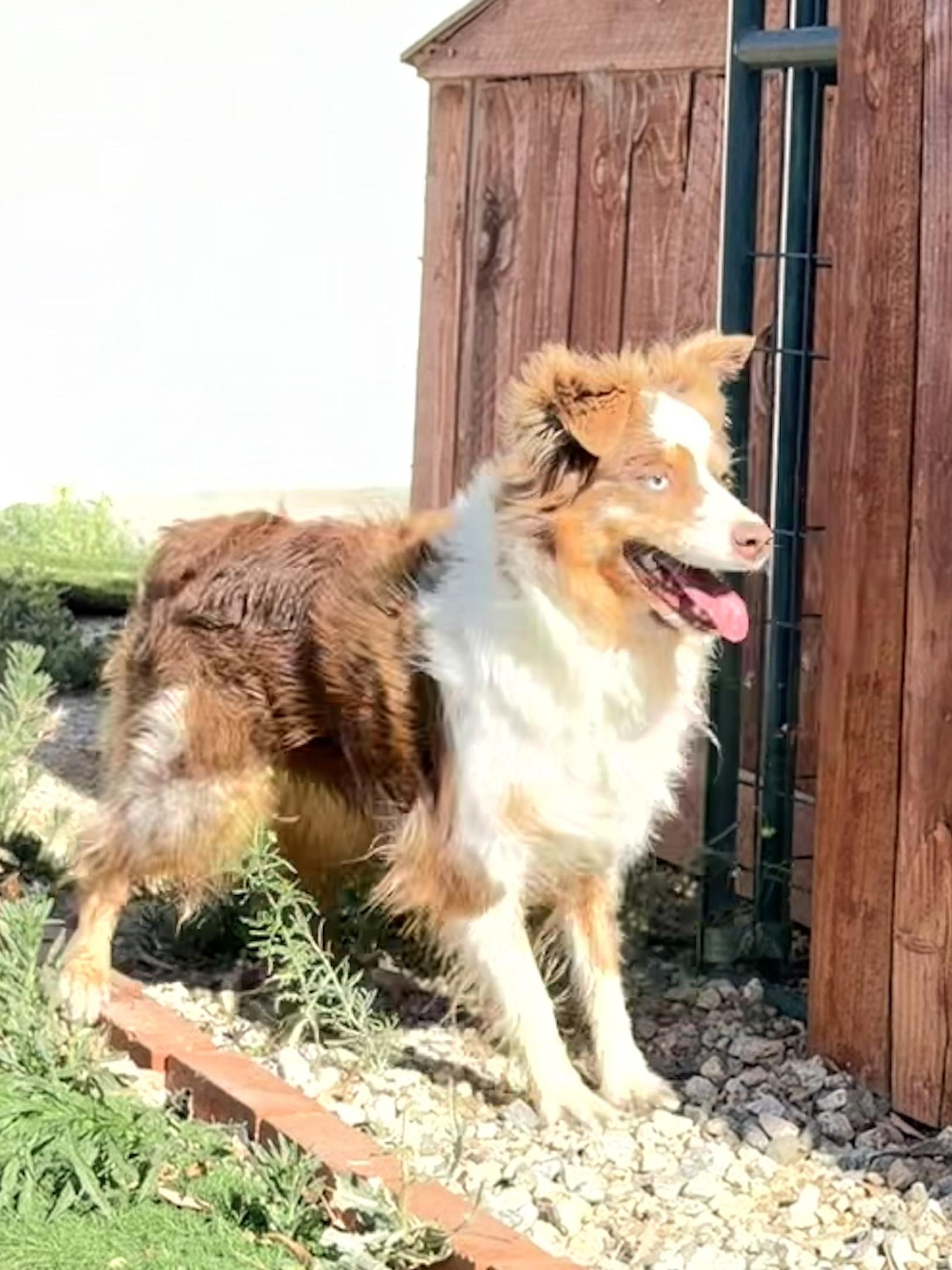 Autumn, a ADOPTABLE Australian Shepherd in Bakersfield, CA image 4/6