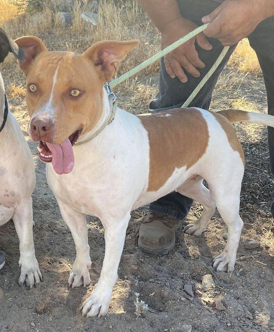 Enlarge Sandy, a Adoptable mixed breed in Ventura, CA image 3/6
