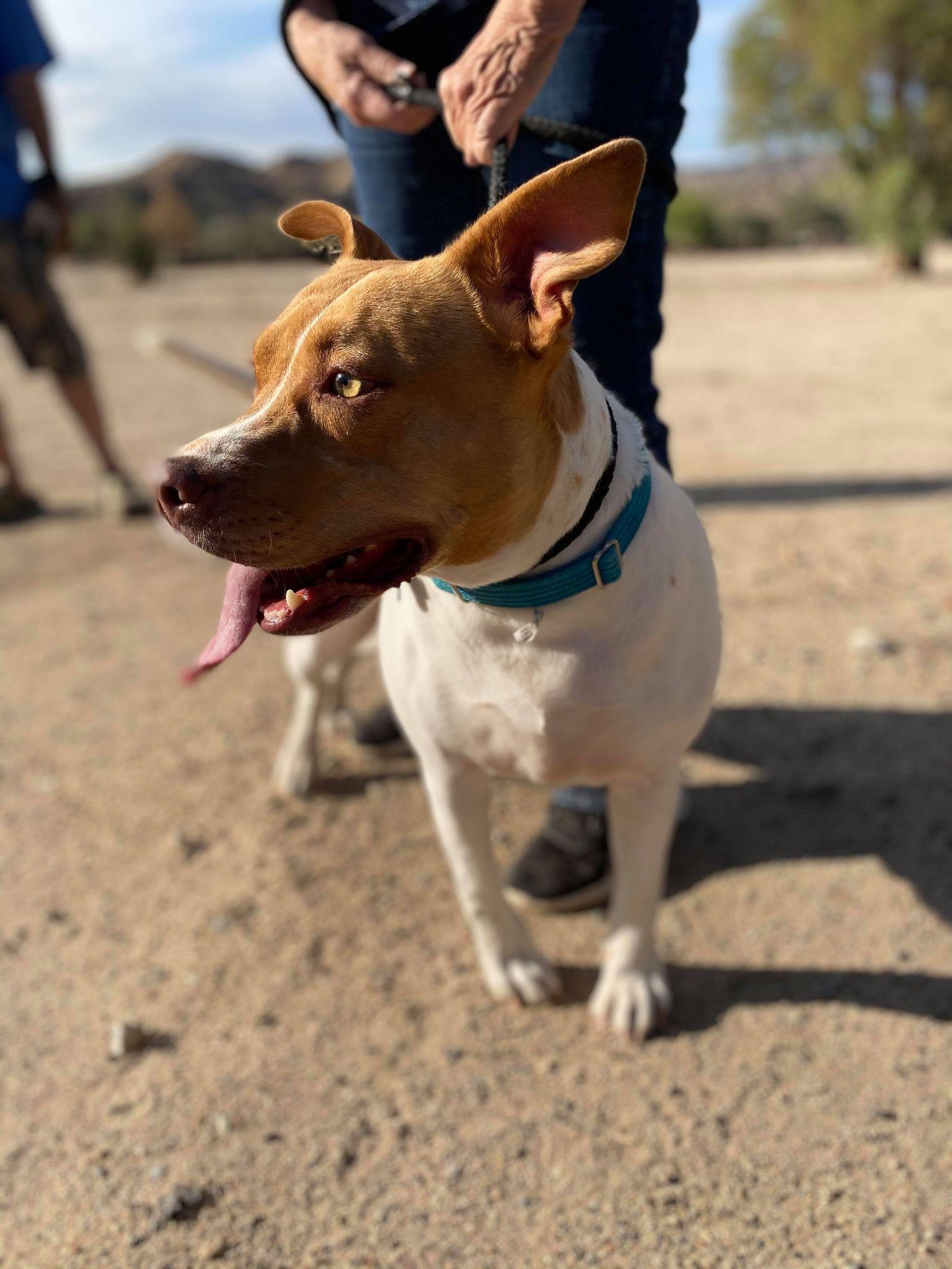 Sandy, Adoptable, Adult Female Pit Bull Terrier & Staffordshire Bull Terrier.