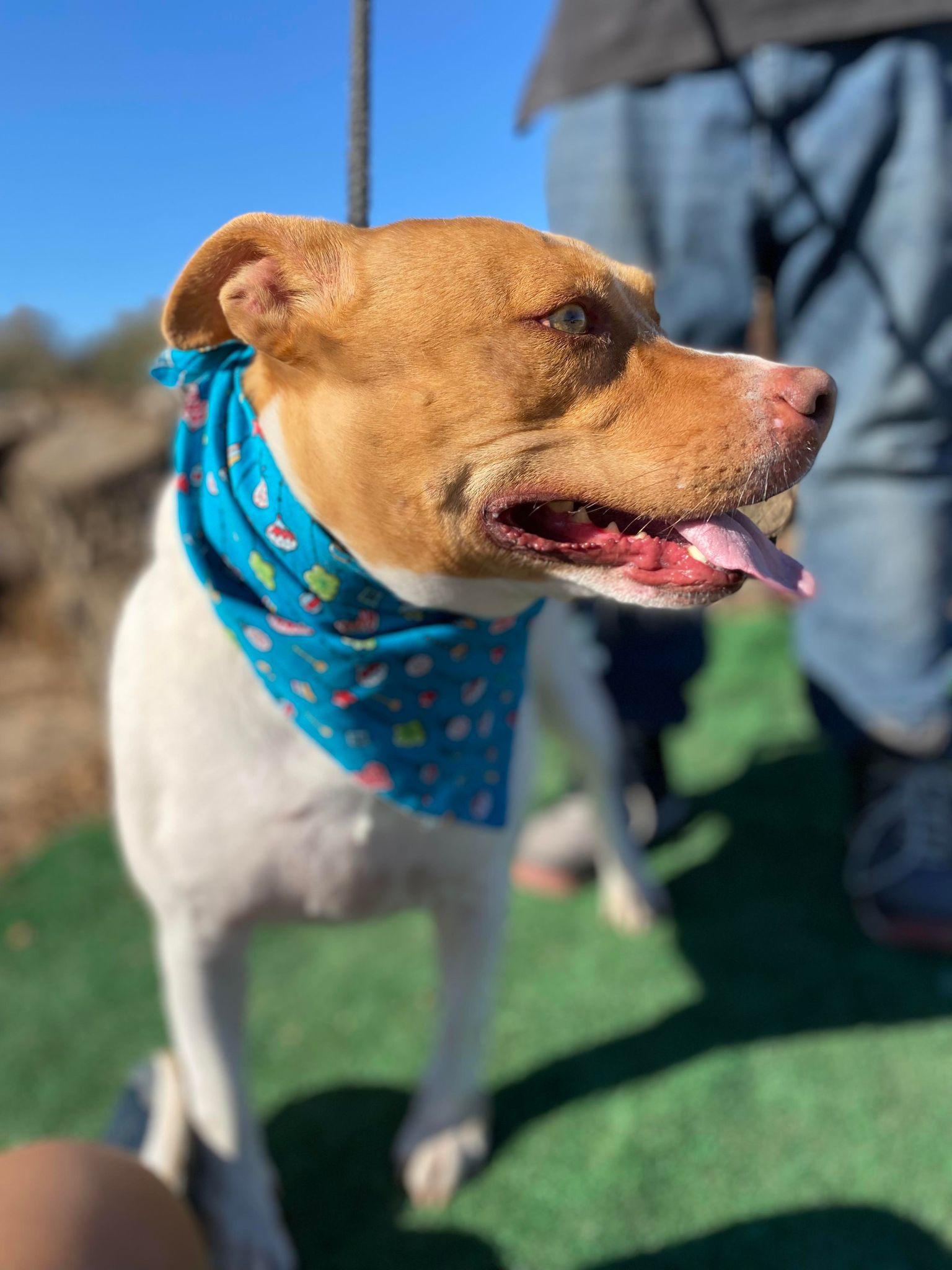 Enlarge Sandy, a Adoptable mixed breed in Ventura, CA image 2/6