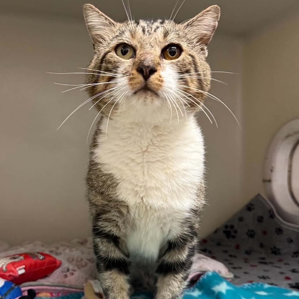 Kelso, Adoptable, Adult Male Domestic Short Hair & Domestic Short Hair.