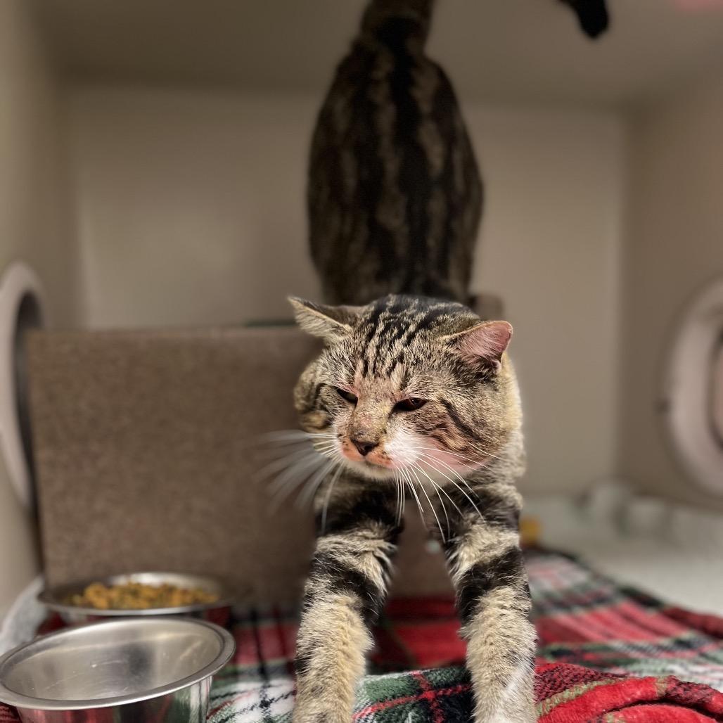 Enlarge Kelso, a Adoptable mixed breed in Caryville, TN image 2/6