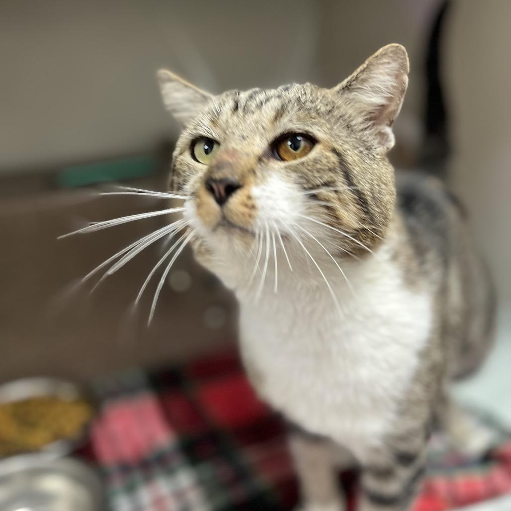 Enlarge Kelso, a Adoptable mixed breed in Caryville, TN image 3/6