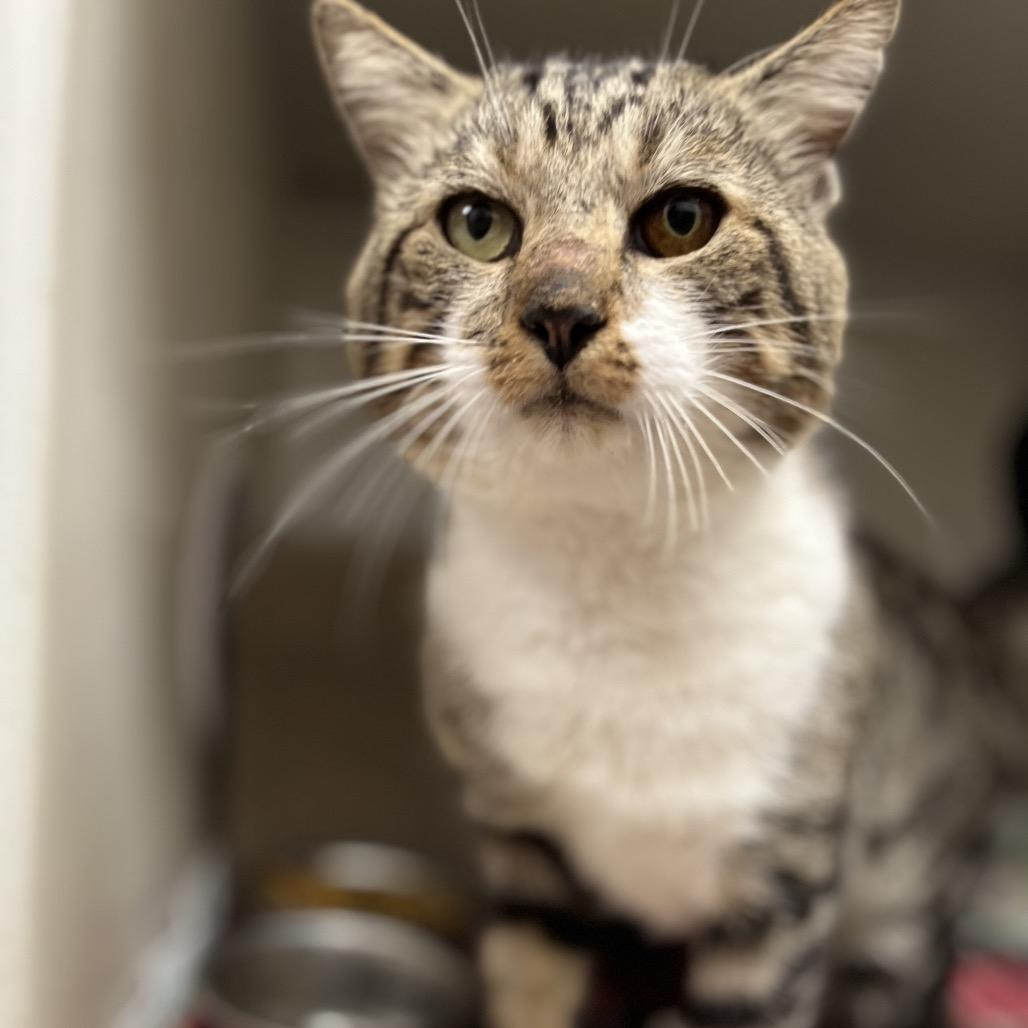 Enlarge Kelso, a Adoptable mixed breed in Caryville, TN image 6/6
