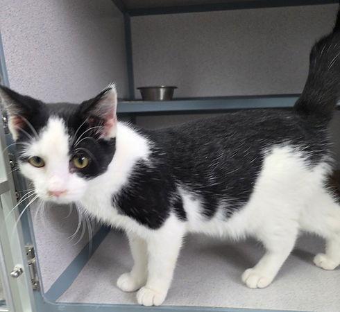 Enlarge Tootsie, a Adoptable Domestic Medium Hair in Knoxville, IA image 1/1