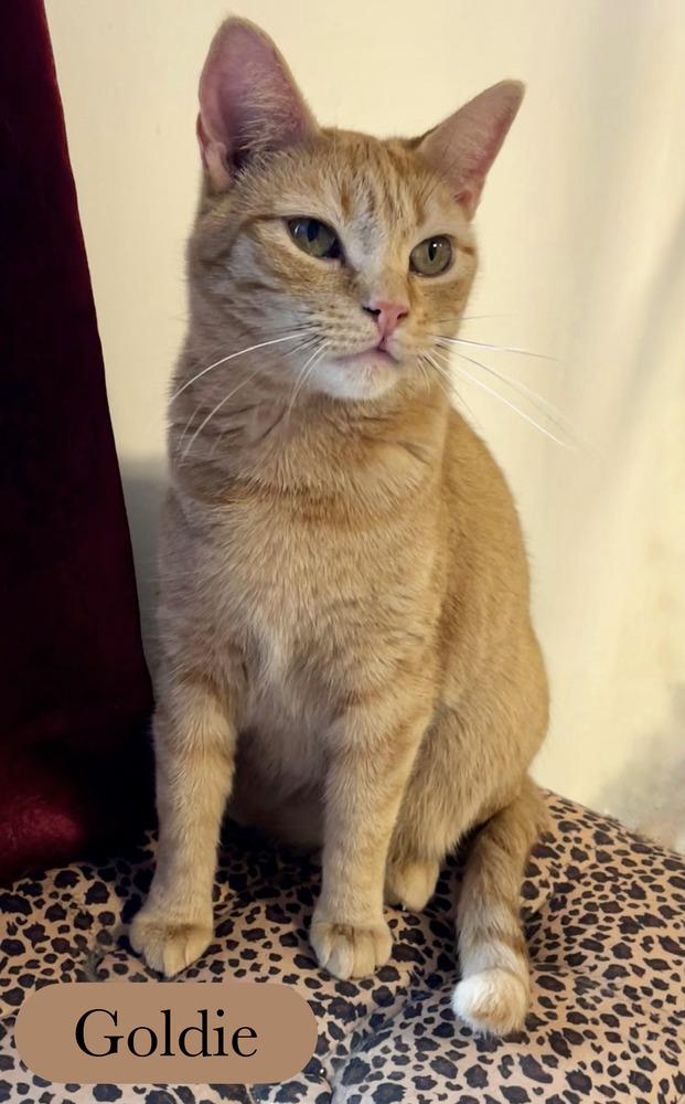 Enlarge Goldie, a Adoptable Domestic Short Hair in Chalfont, PA image 1/6