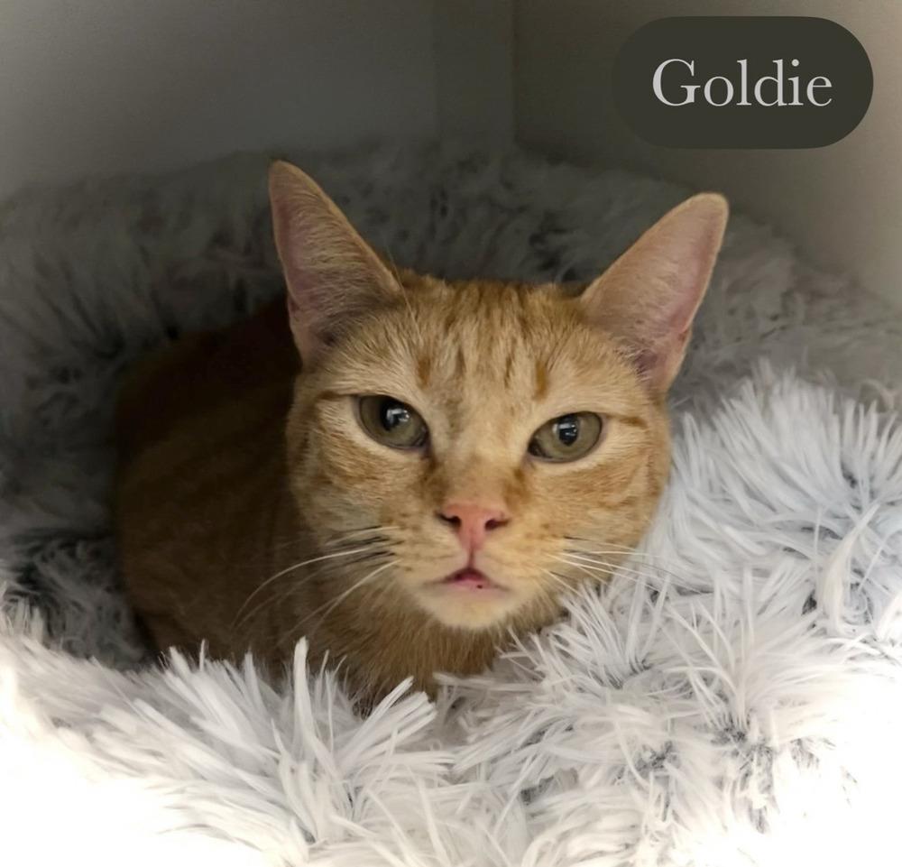 Enlarge Goldie, a Adoptable Domestic Short Hair in Chalfont, PA image 2/6