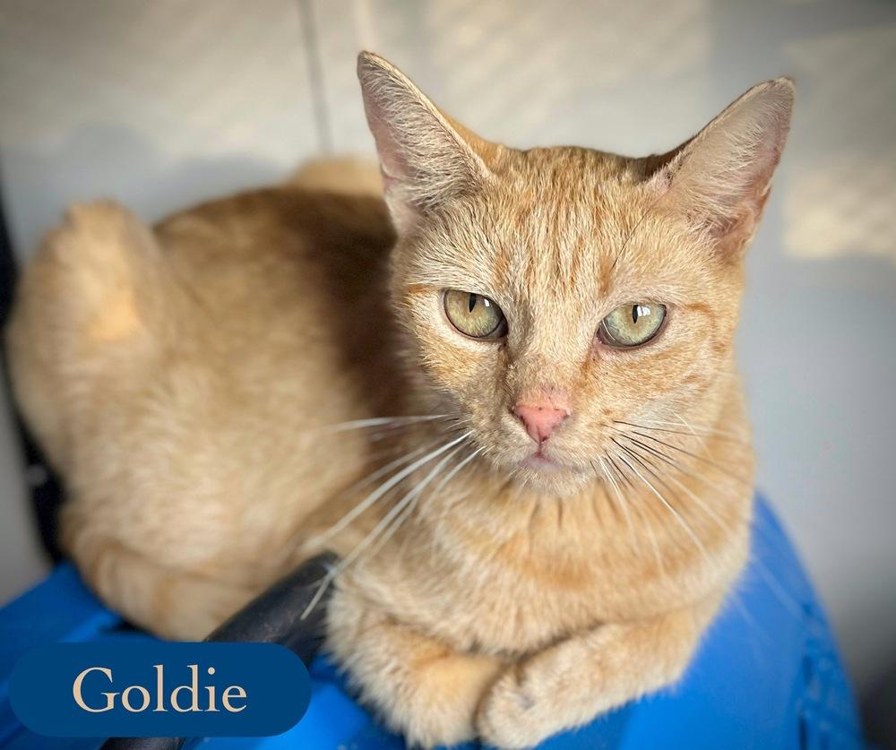 Enlarge Goldie, a Adoptable Domestic Short Hair in Chalfont, PA image 3/6