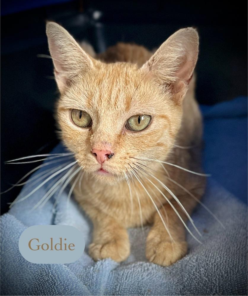 Enlarge Goldie, a Adoptable Domestic Short Hair in Chalfont, PA image 1/6