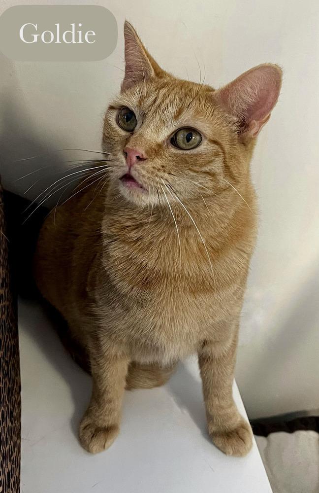 Enlarge Goldie, a Adoptable Domestic Short Hair in Chalfont, PA image 4/6