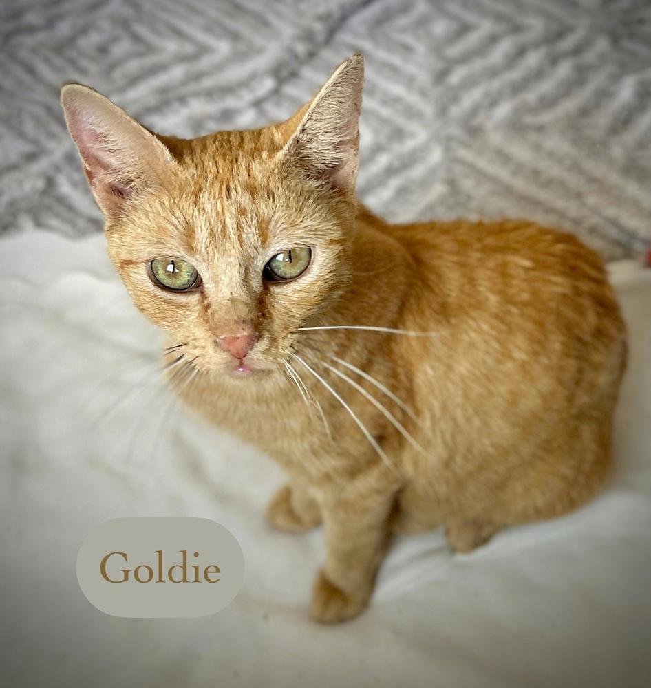 Enlarge Goldie, a Adoptable Domestic Short Hair in Chalfont, PA image 5/6