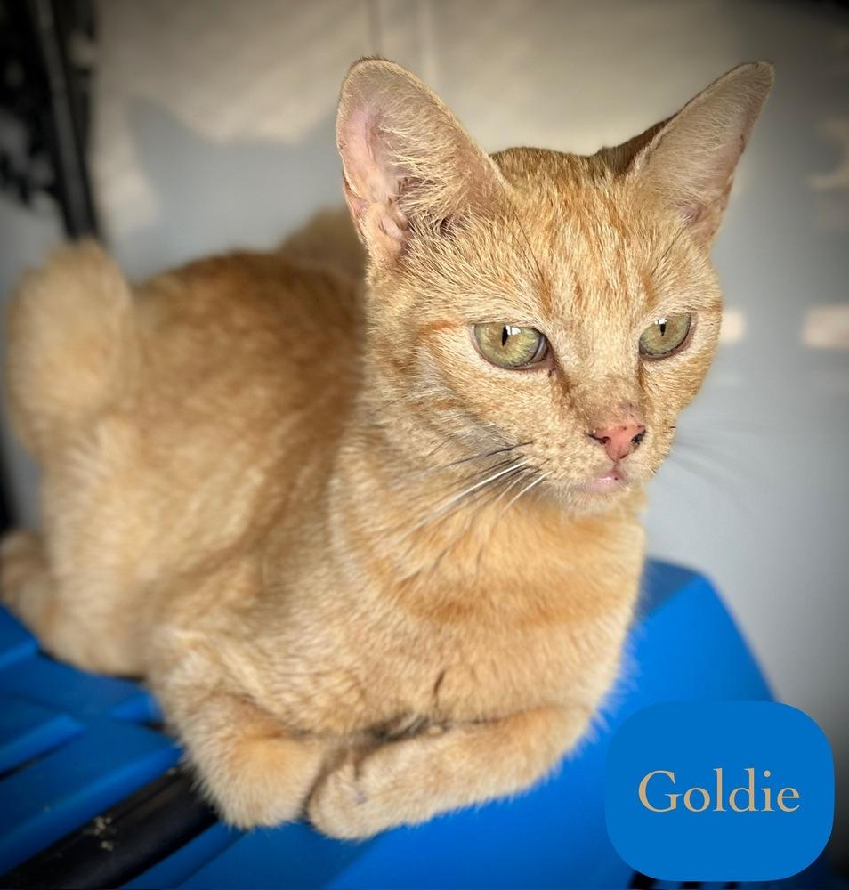 Enlarge Goldie, a Adoptable Domestic Short Hair in Chalfont, PA image 2/6