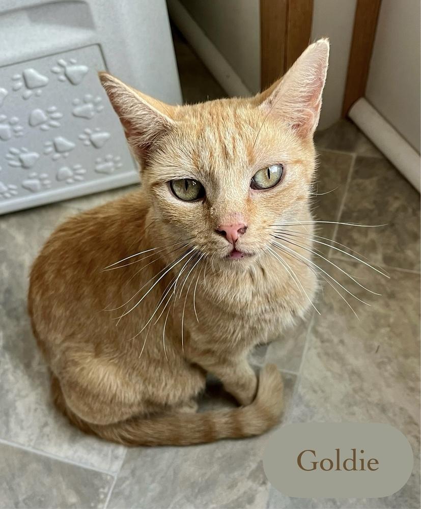 Enlarge Goldie, a Adoptable Domestic Short Hair in Chalfont, PA image 3/6