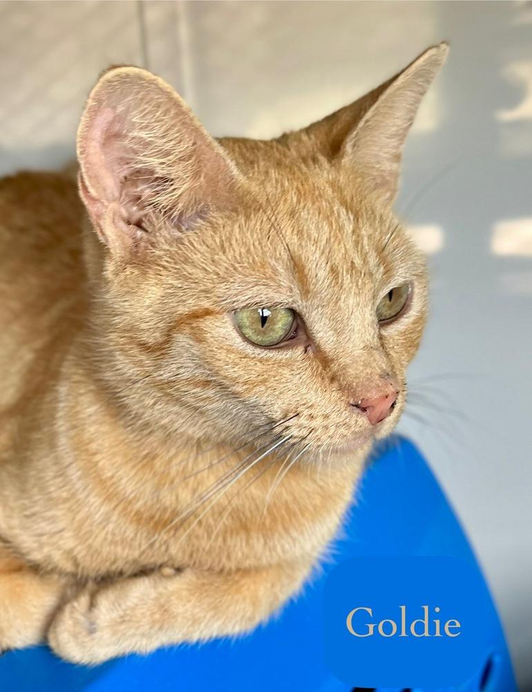 Enlarge Goldie, a Adoptable Domestic Short Hair in Chalfont, PA image 4/6