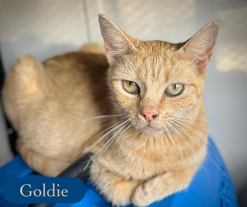 Enlarge Goldie, a Adoptable Domestic Short Hair in Chalfont, PA image 5/6