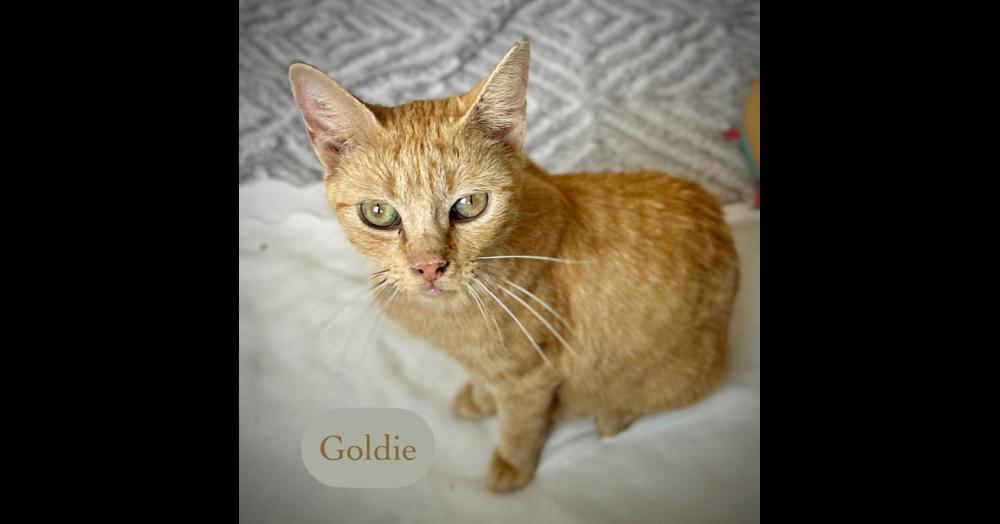 Enlarge Goldie, a Adoptable Domestic Short Hair in Chalfont, PA image 6/6