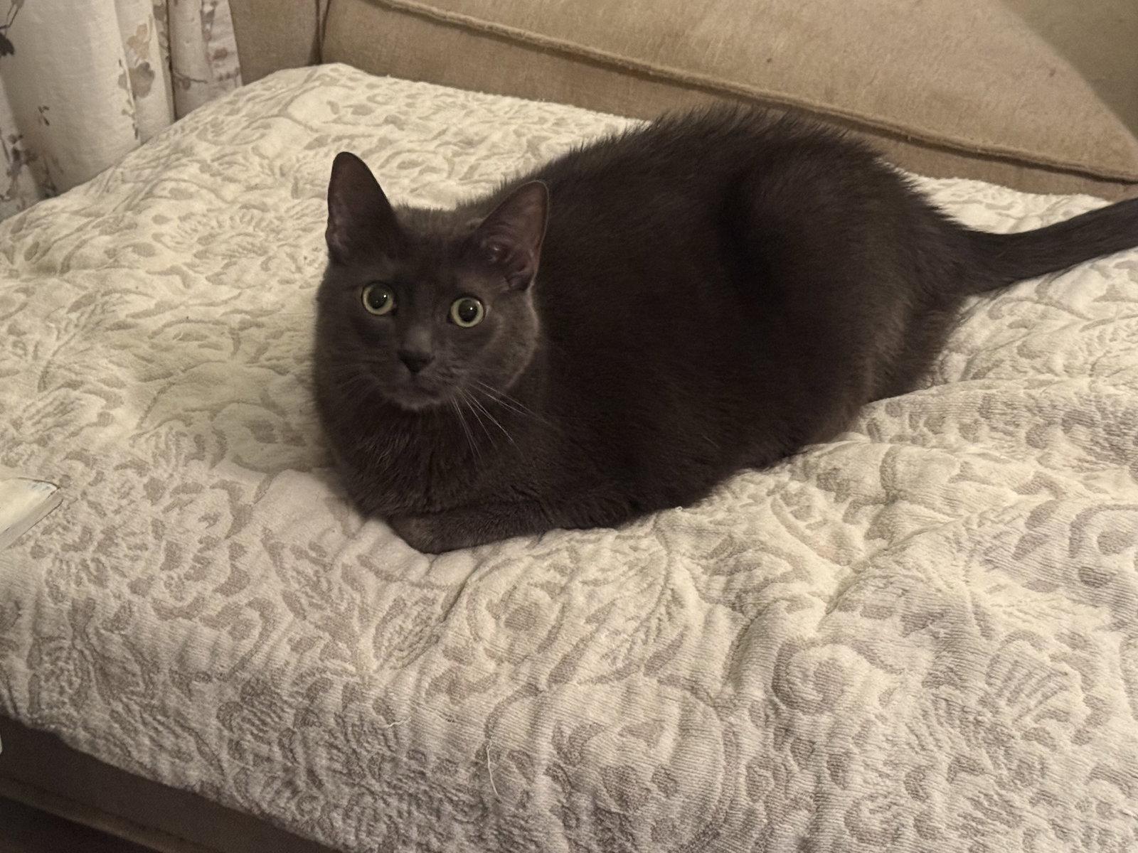 Ray, Adoptable, Adult Male Russian Blue.