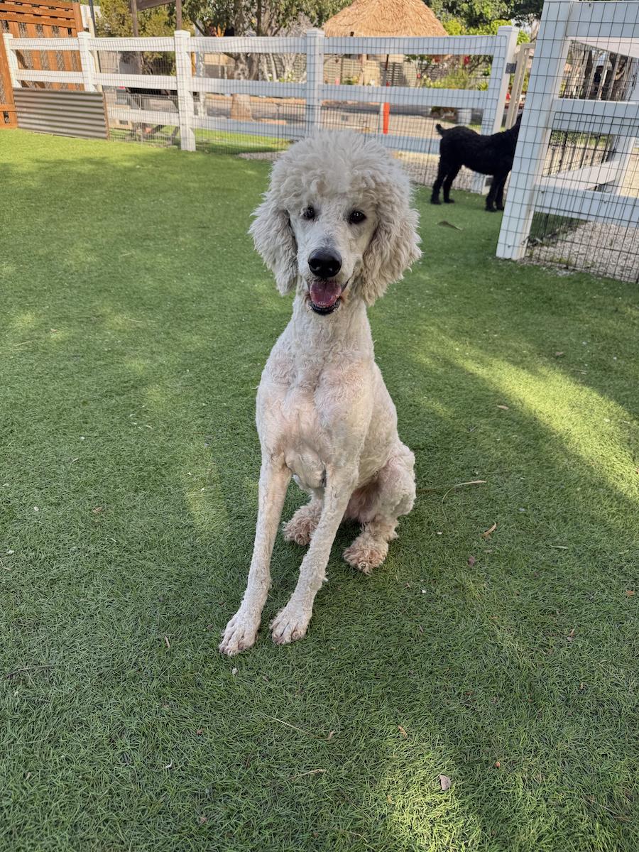 Enlarge Jewel, an adopted Standard Poodle in Temecula, CA image 1/1