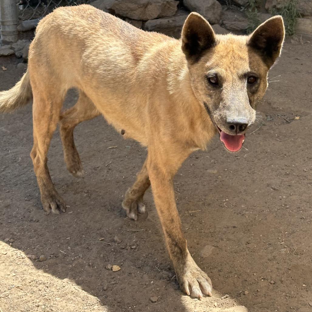Claire, a Adoptable Mixed Breed in Flagstaff, AZ image 1/6