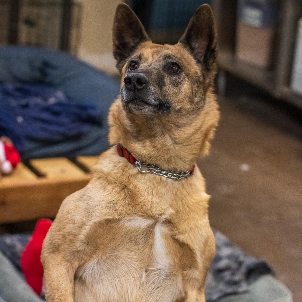 Enlarge Claire, a Adoptable Mixed Breed in Flagstaff, AZ image 3/6