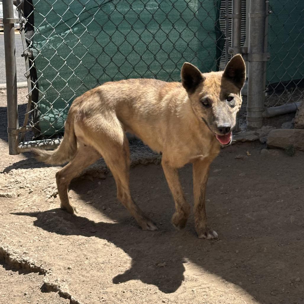 Claire, a Adoptable Mixed Breed in Flagstaff, AZ image 3/6