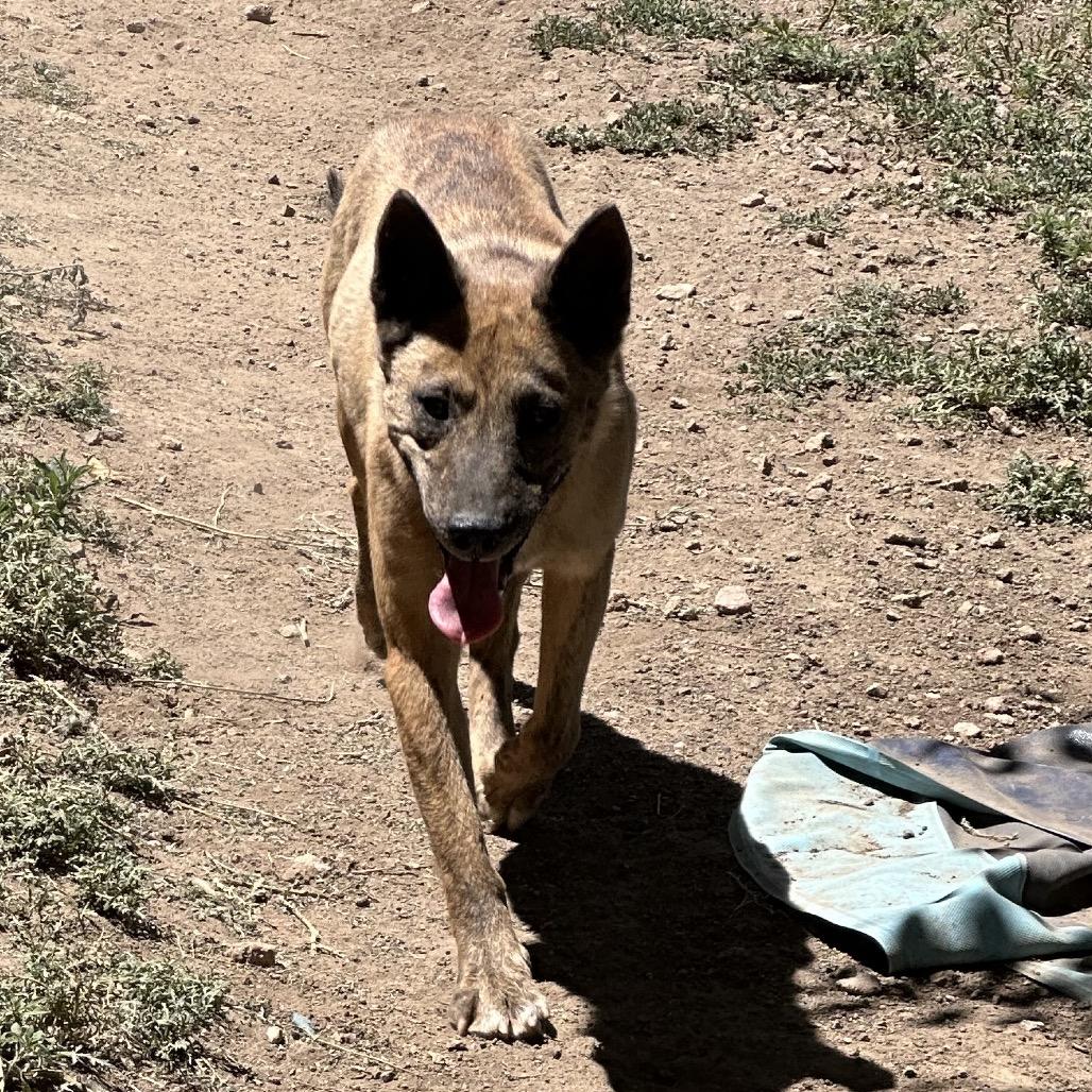 Claire, a Adoptable Mixed Breed in Flagstaff, AZ image 4/6
