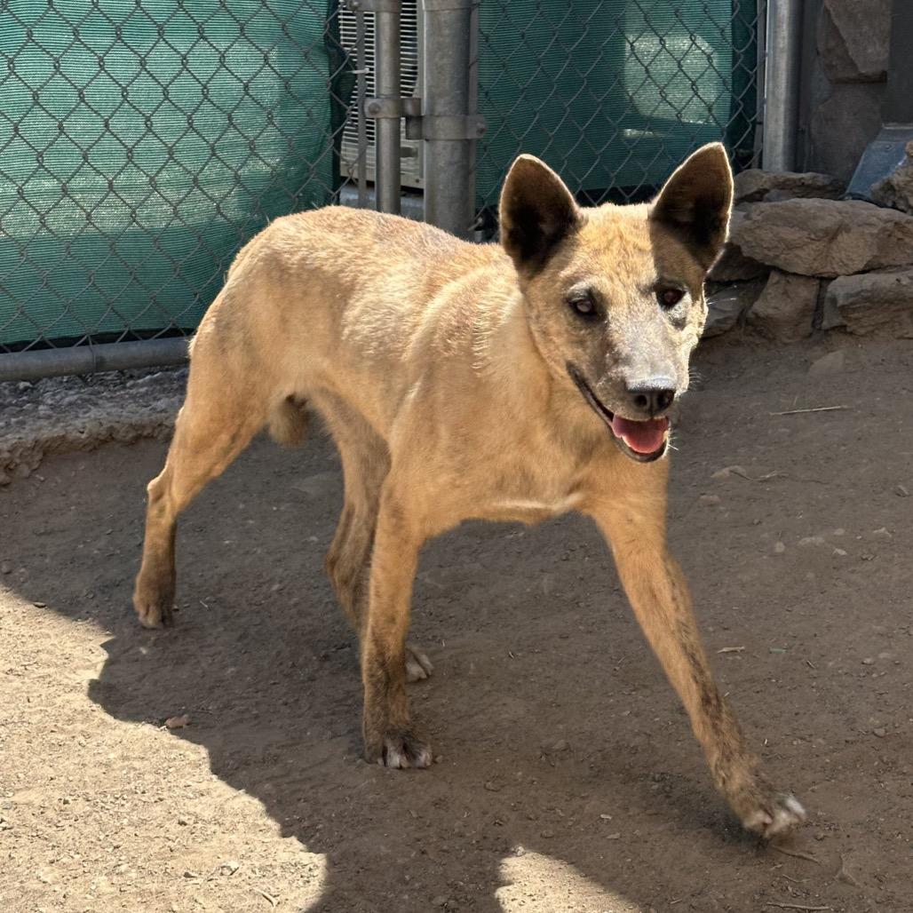 Claire, a Adoptable Mixed Breed in Flagstaff, AZ image 5/6