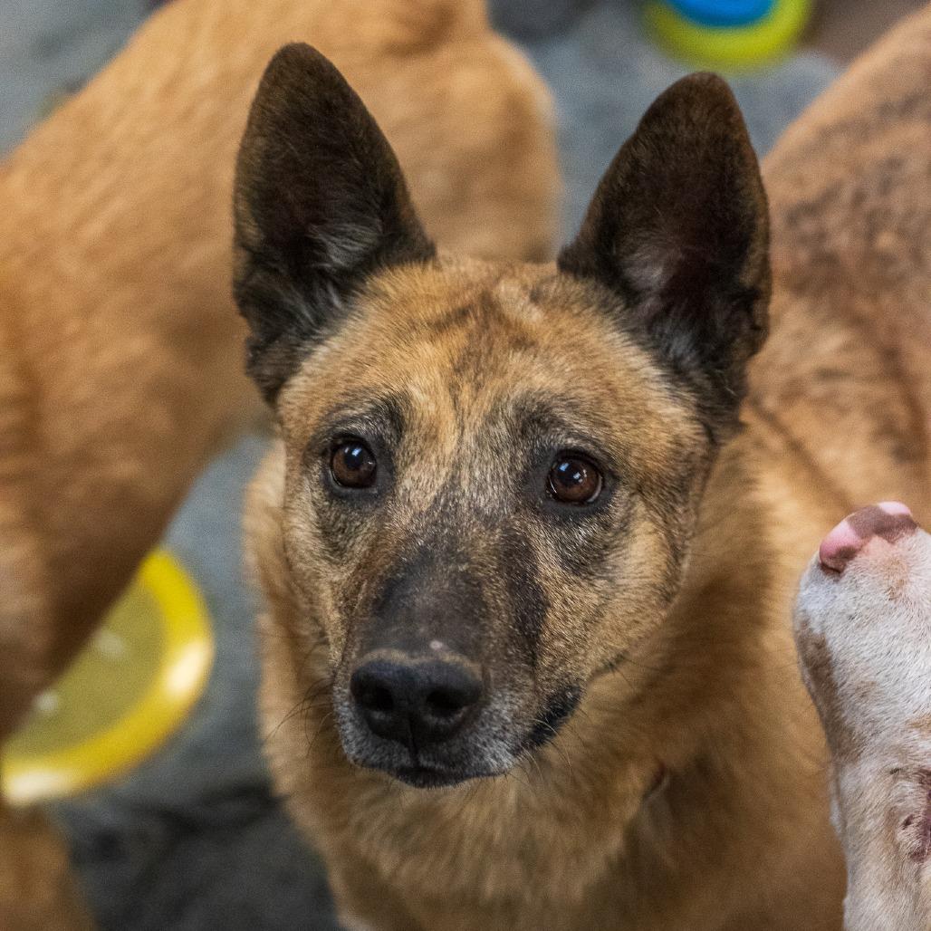 Claire, a Adoptable Mixed Breed in Flagstaff, AZ image 4/6