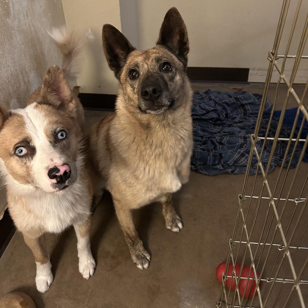 Claire, a Adoptable Mixed Breed in Flagstaff, AZ image 5/6