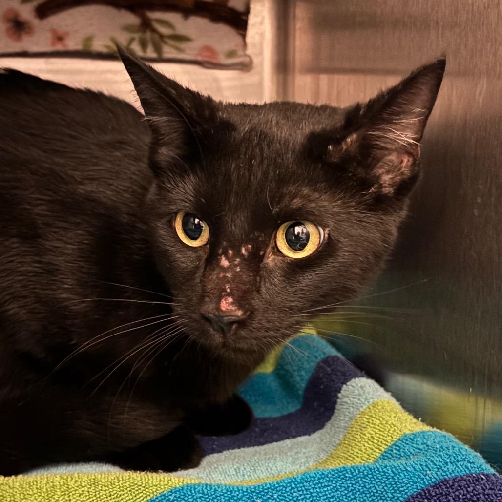Stark, Adoptable, Adult Male Domestic Short Hair.