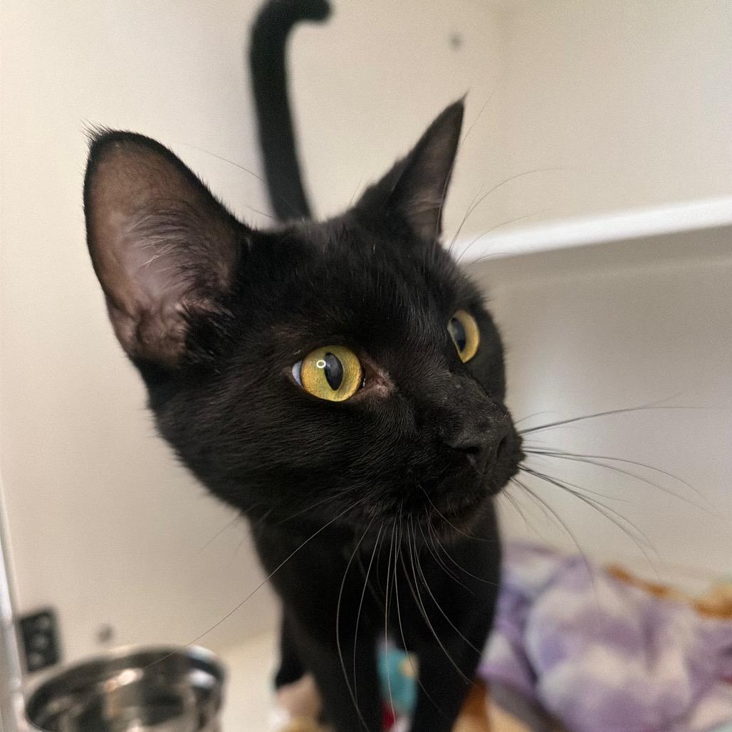 Enlarge Stark, a Adoptable Domestic Short Hair in Council Bluffs, IA image 2/6
