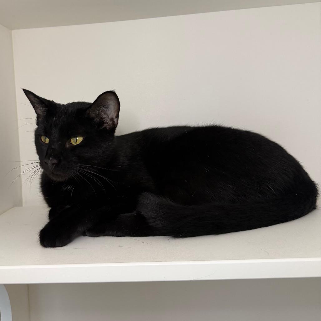 Enlarge Stark, a Adoptable Domestic Short Hair in Council Bluffs, IA image 3/6