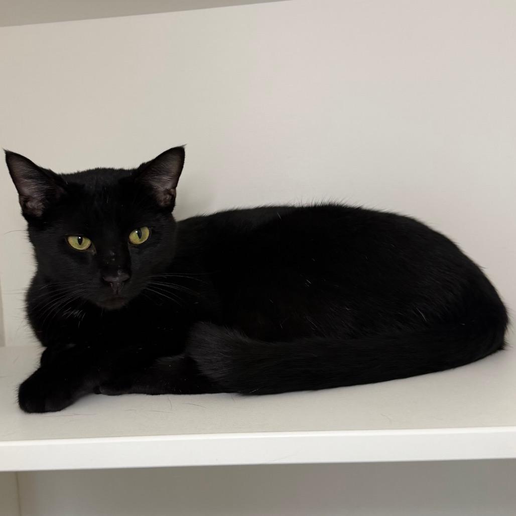 Enlarge Stark, a Adoptable Domestic Short Hair in Council Bluffs, IA image 4/6