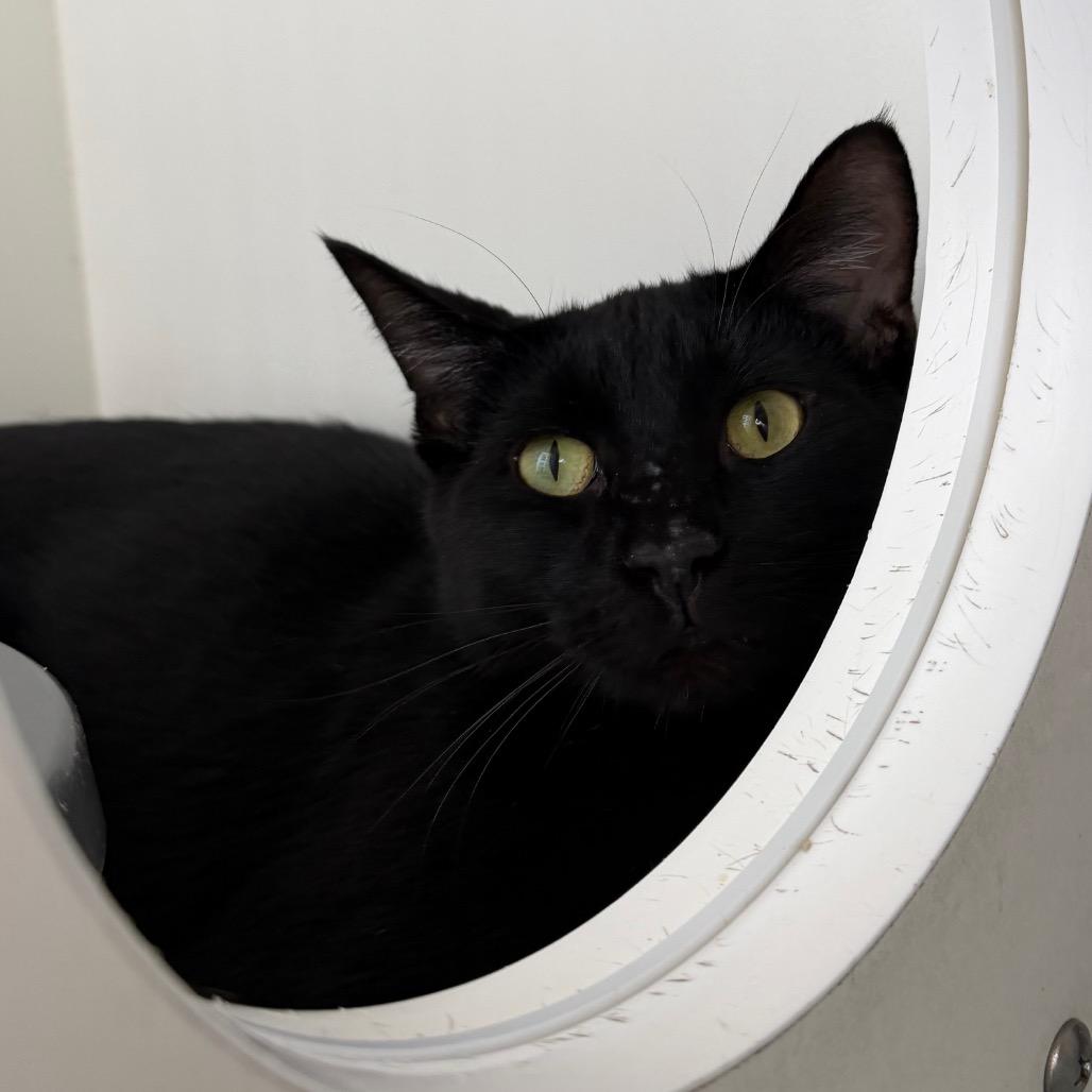Enlarge Stark, a Adoptable Domestic Short Hair in Council Bluffs, IA image 5/6
