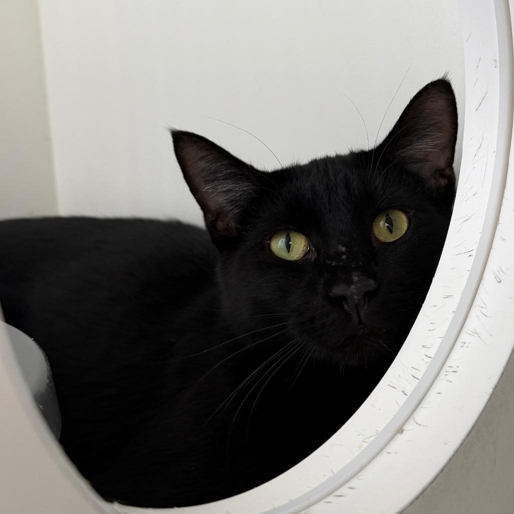 Enlarge Stark, a Adoptable Domestic Short Hair in Council Bluffs, IA image 6/6