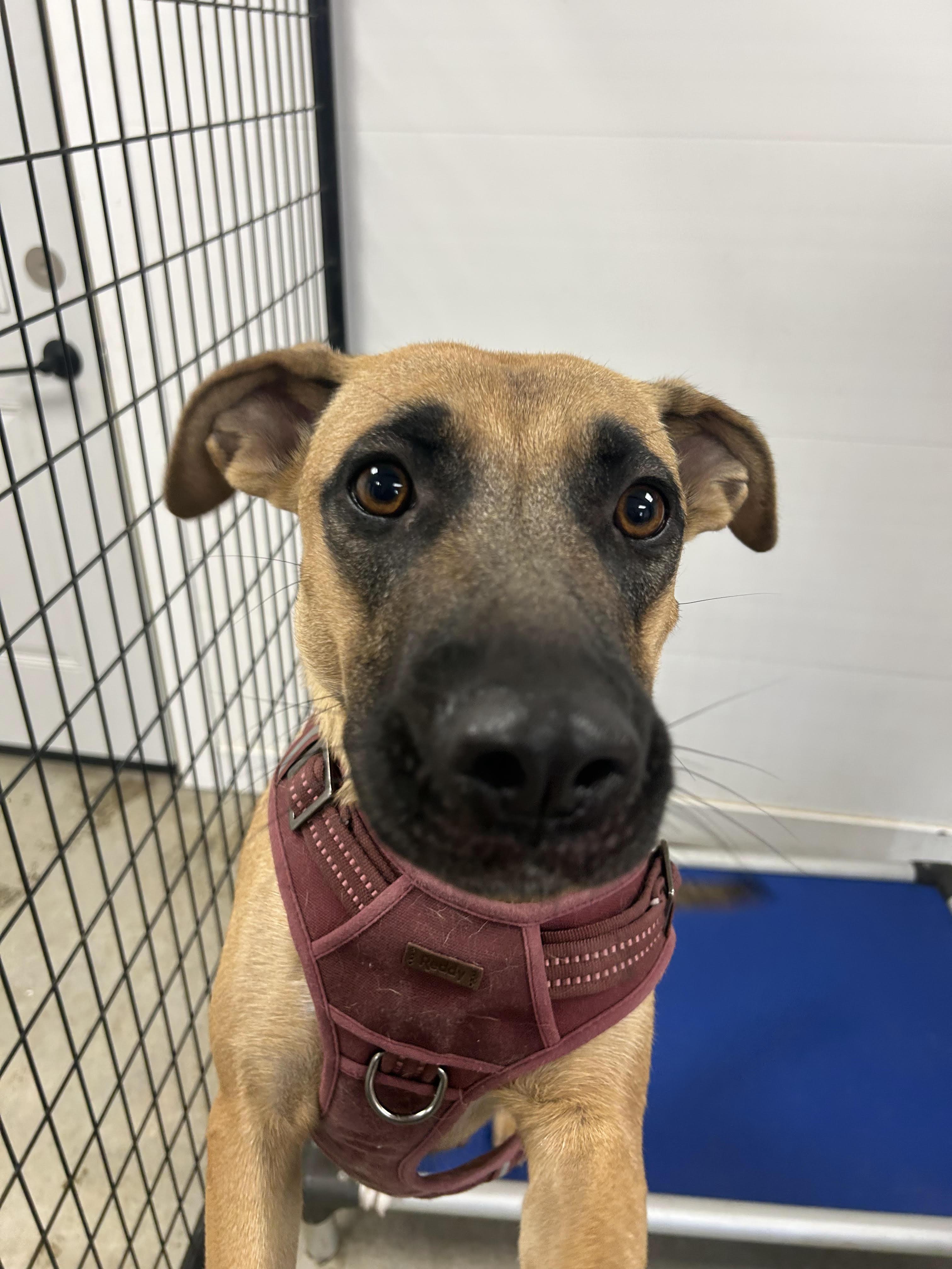 Lucy, Adoptable, Young Female Mixed Breed & Labrador Retriever.