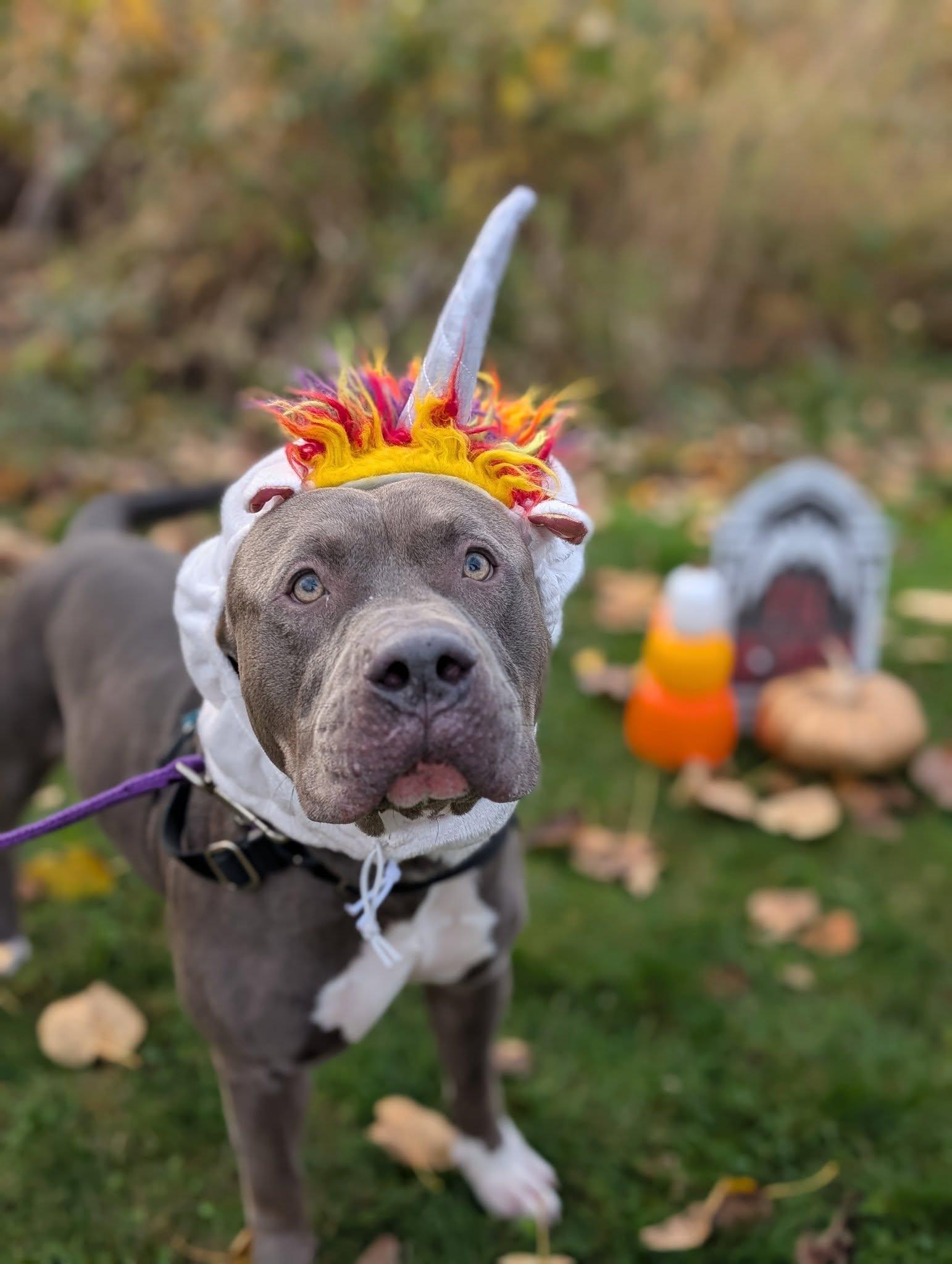 Antonio, an adoptable Pit Bull Terrier in Bellingham, WA, 98226 | Photo Image 5