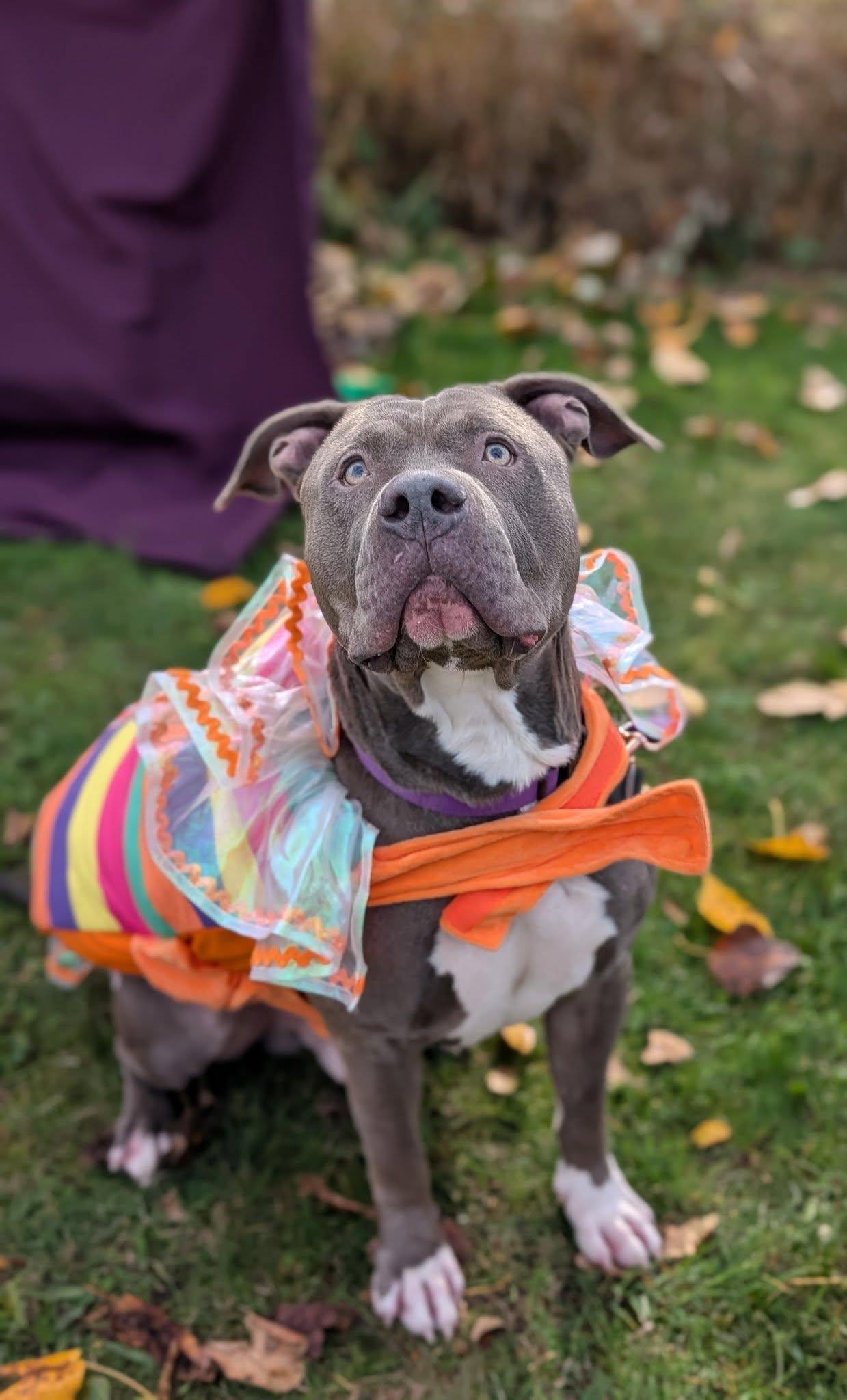Antonio, an adoptable Pit Bull Terrier in Bellingham, WA, 98226 | Photo Image 1
