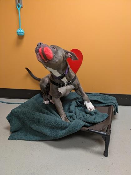 Antonio, an adoptable Pit Bull Terrier in Bellingham, WA, 98226 | Photo Image 3