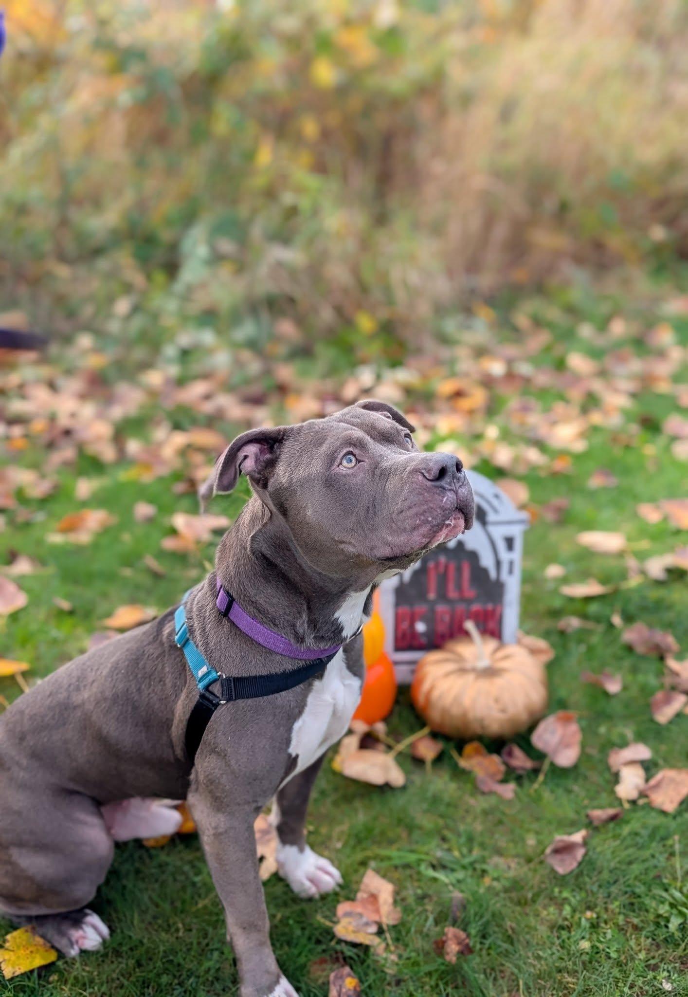Antonio, an adoptable Pit Bull Terrier in Bellingham, WA, 98226 | Photo Image 6